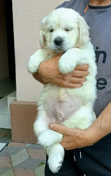 meravigliosi cuccioli golden retriever
