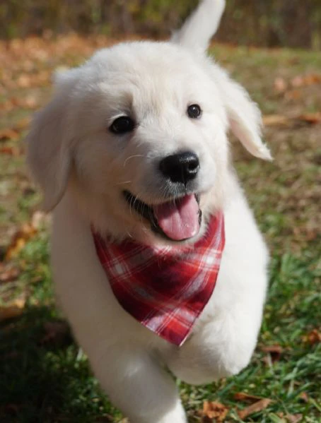 golden retriever cuccioli | Foto 0