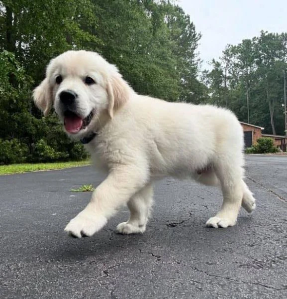 cuccioli golden retriever