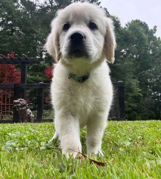cuccioli golden retriever | Foto 0