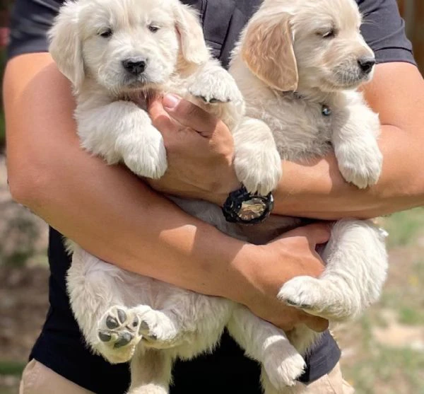 due cuccioli di golden retriever ti aspettano! | Foto 0