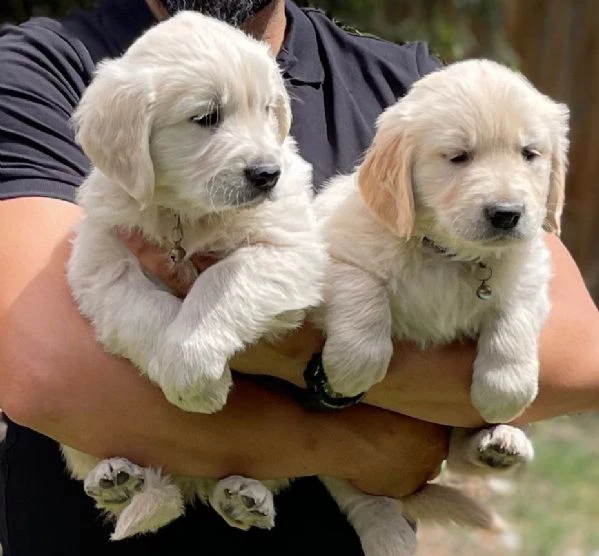 due cuccioli di golden retriever ti aspettano!
