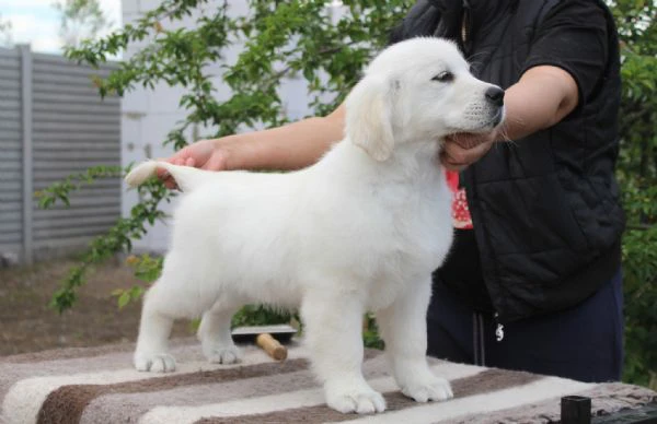 cucciole di golden retriever di circa 3 mesi | Foto 0