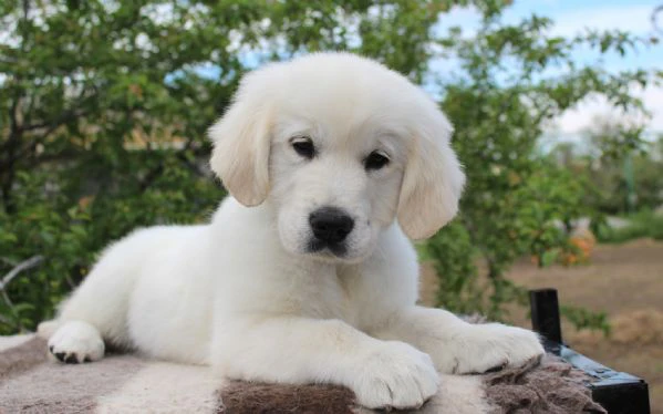 cucciole di golden retriever di circa 3 mesi