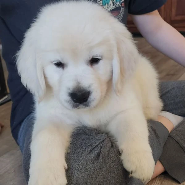 disponibili cuccioli di golden retriever | Foto 0