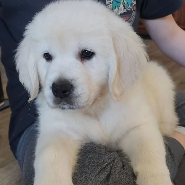 disponibili cuccioli di golden retriever
