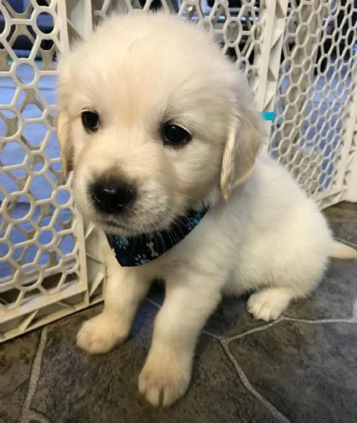cuccioli golden retriever