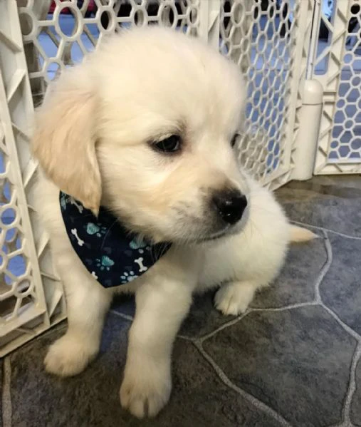 cuccioli golden retriever | Foto 0