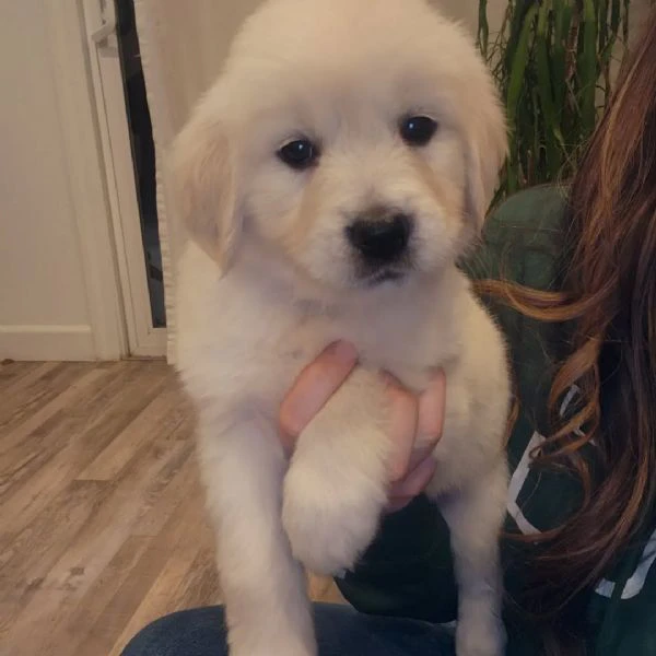 cuccioli di golden retriever 3 mesi | Foto 0