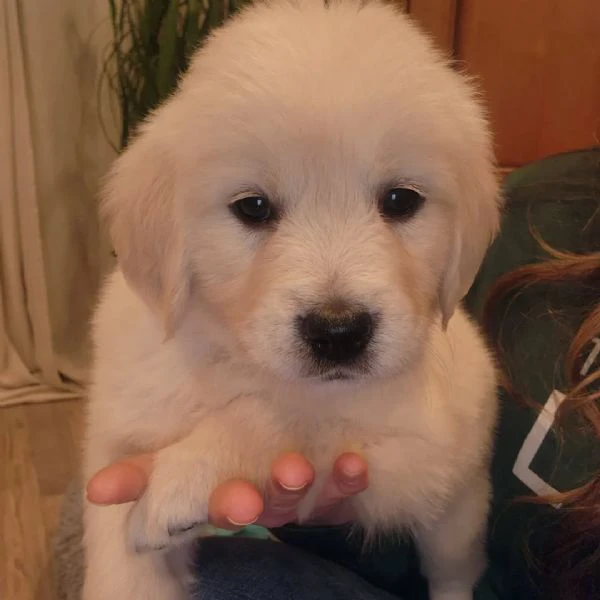 cuccioli di golden retriever 3 mesi