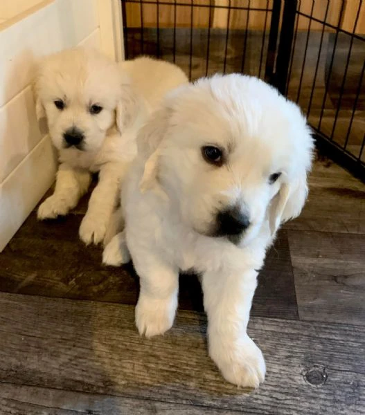golden retriever cuccioli