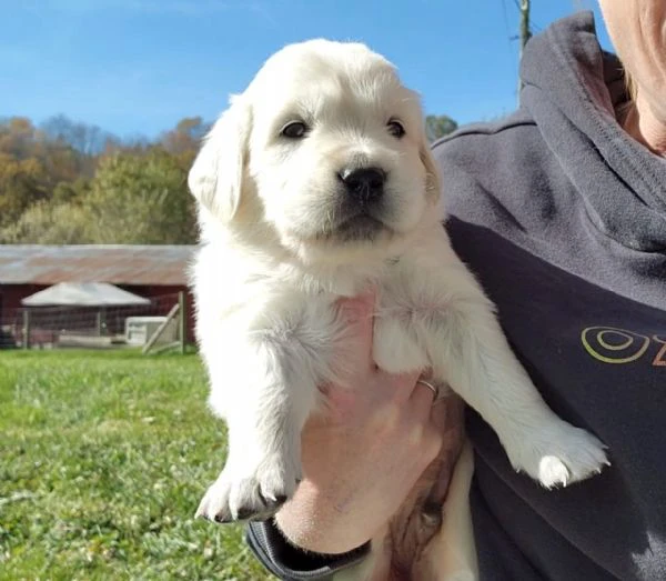disponibili cuccioli di golden retriever | Foto 0
