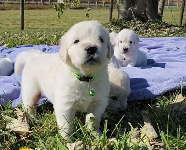 disponibili cuccioli di golden retriever