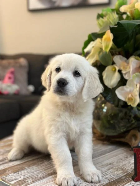 due cuccioli maschietti di golden retriever | Foto 0