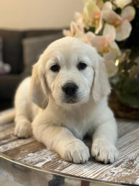 due cuccioli maschietti di golden retriever