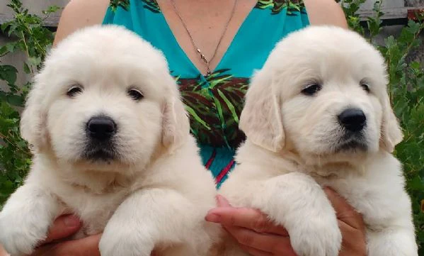 cuccioli di golden retriever