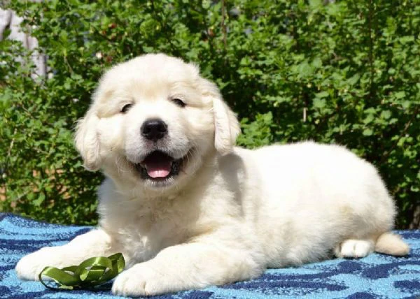 cuccioli di golden retriever | Foto 0