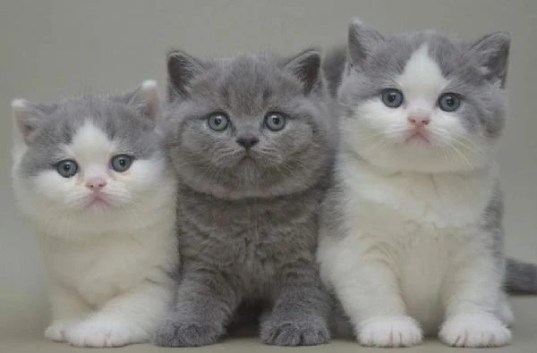 cuccioli british shorthair | Foto 0