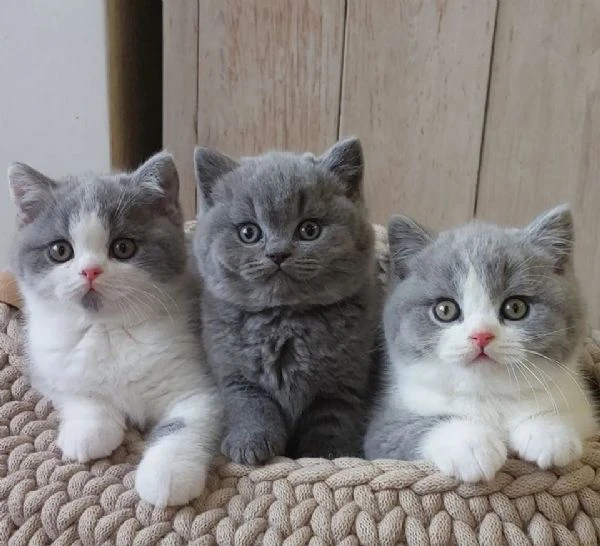 cuccioli british shorthair