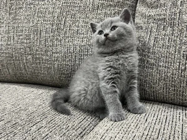 gattini british shorthair dolcissimi