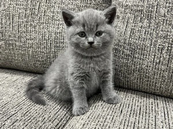 gattini british shorthair dolcissimi | Foto 0