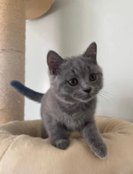 gattini british shorthair