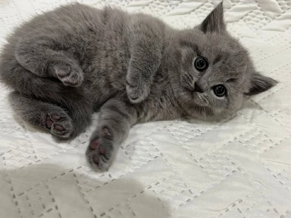 gattini british shorthair | Foto 0
