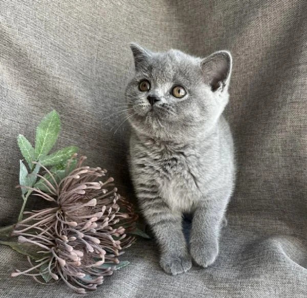 gatti british shorthair | Foto 0