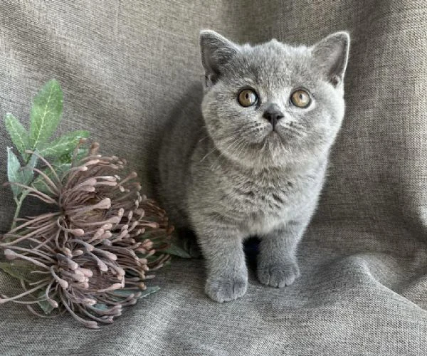 gatti british shorthair
