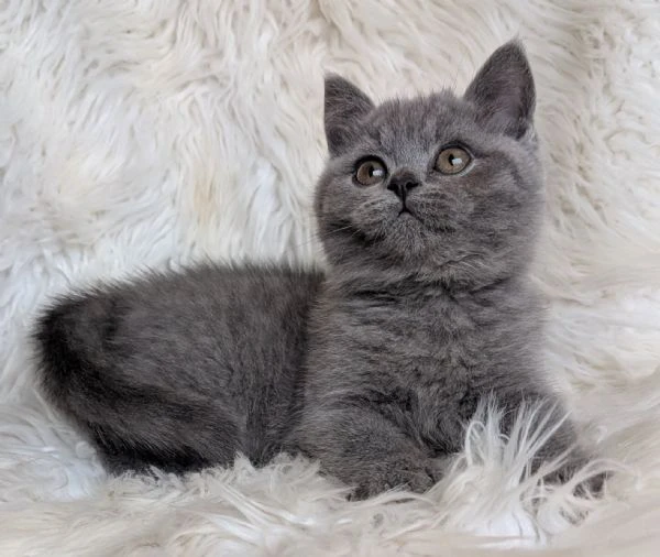 gattini british shorthair | Foto 0