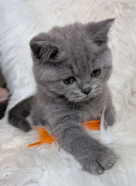 gattini british shorthair