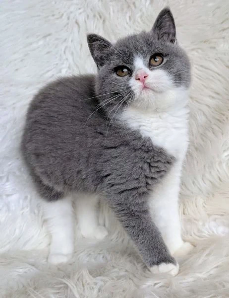 due meravigliose british shorthair | Foto 0