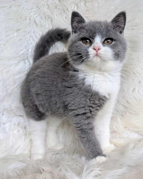due meravigliose british shorthair