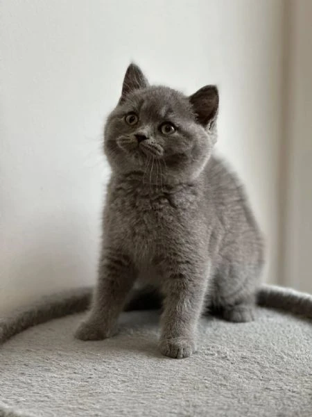 bellissimi gatti british shorthair