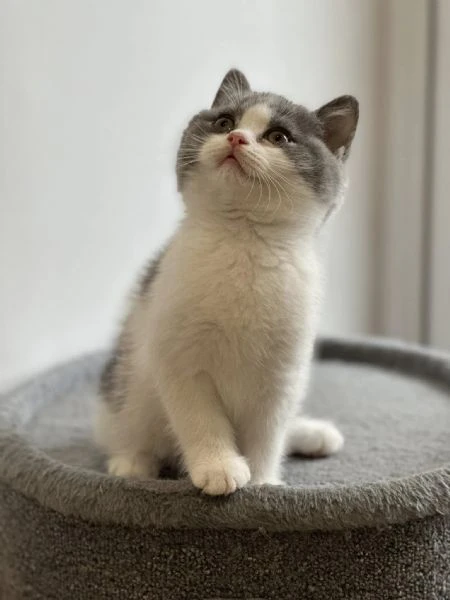 bellissimi gatti british shorthair | Foto 0