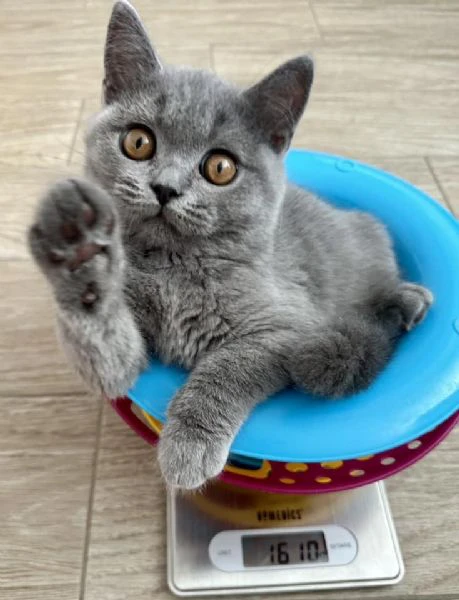 gattini british shorthair | Foto 0