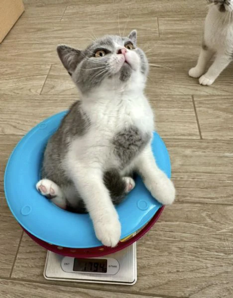 gattini british shorthair