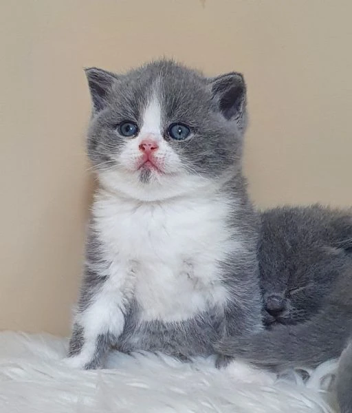 british shorthair maschio e femmina | Foto 0