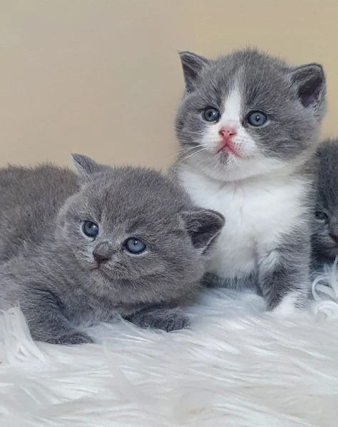 british shorthair maschio e femmina