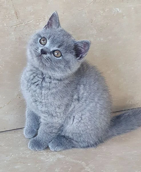 british shorthair aspetta casa | Foto 0