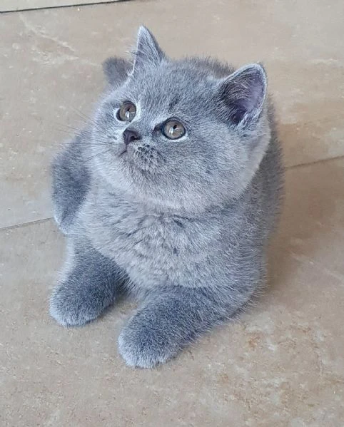 british shorthair aspetta casa