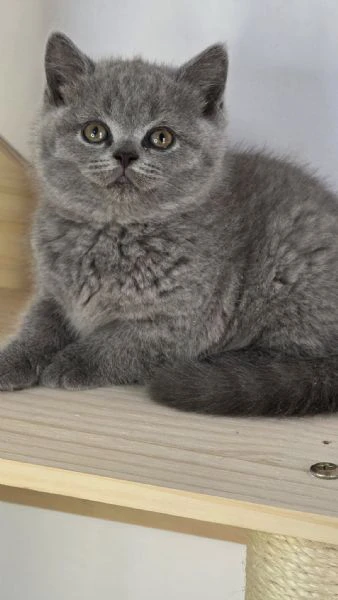 gattini british shorthair | Foto 0