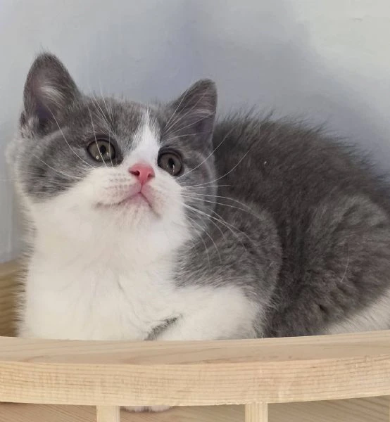 gattini british shorthair