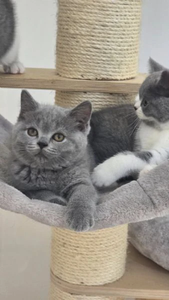 gatti british shorthair | Foto 0