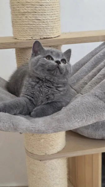 gatti british shorthair