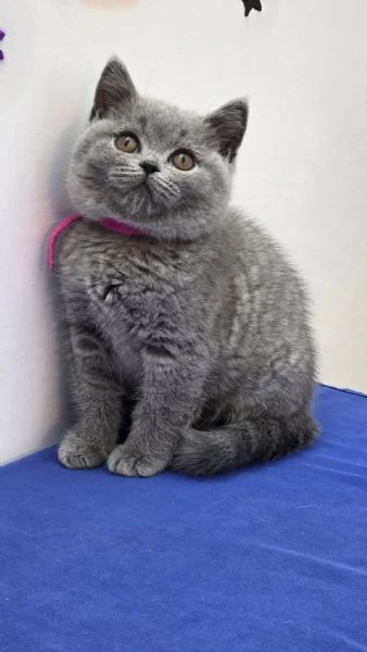 due british shorthair | Foto 0