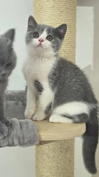 due british shorthair