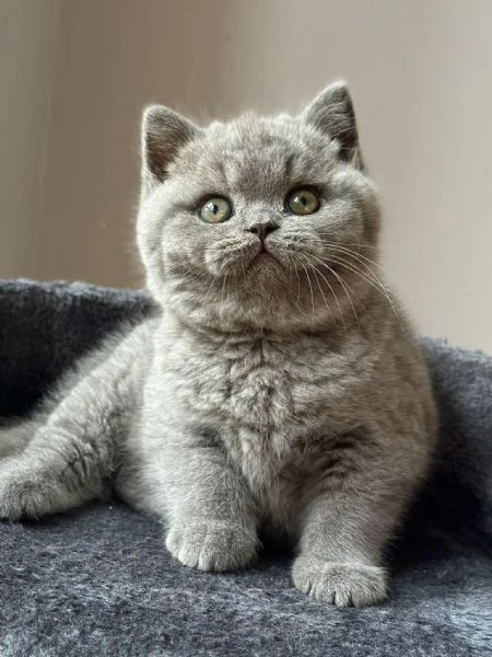 cuccioli di british shorthair 