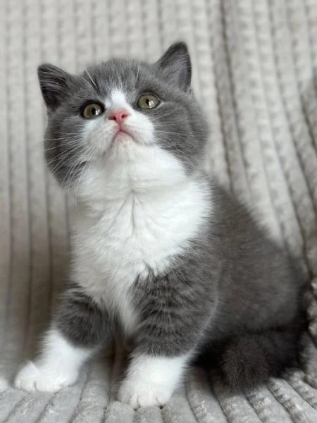 cuccioli di british shorthair  | Foto 0
