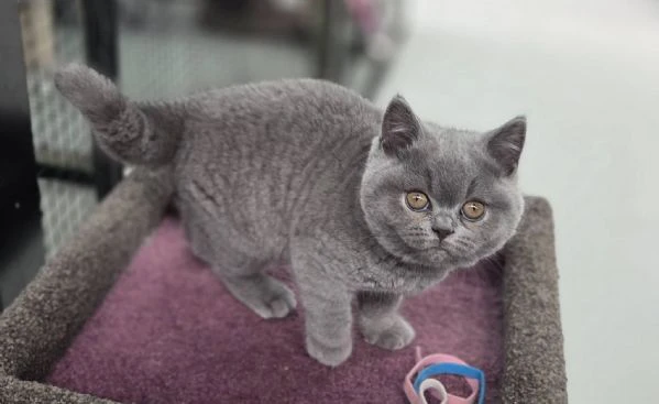cuccioli british shorthair | Foto 0